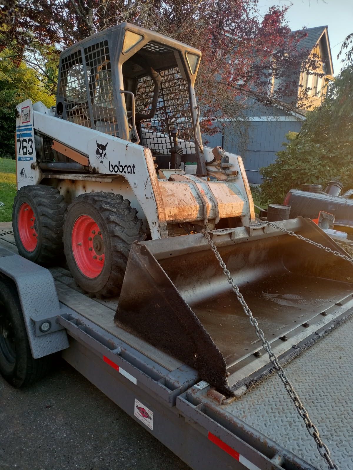 Bobcat
