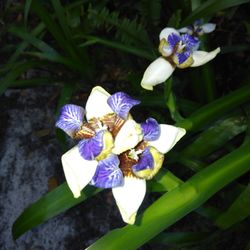 Ivis Plants 