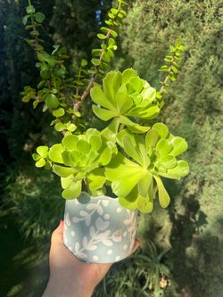 Succulent in pot