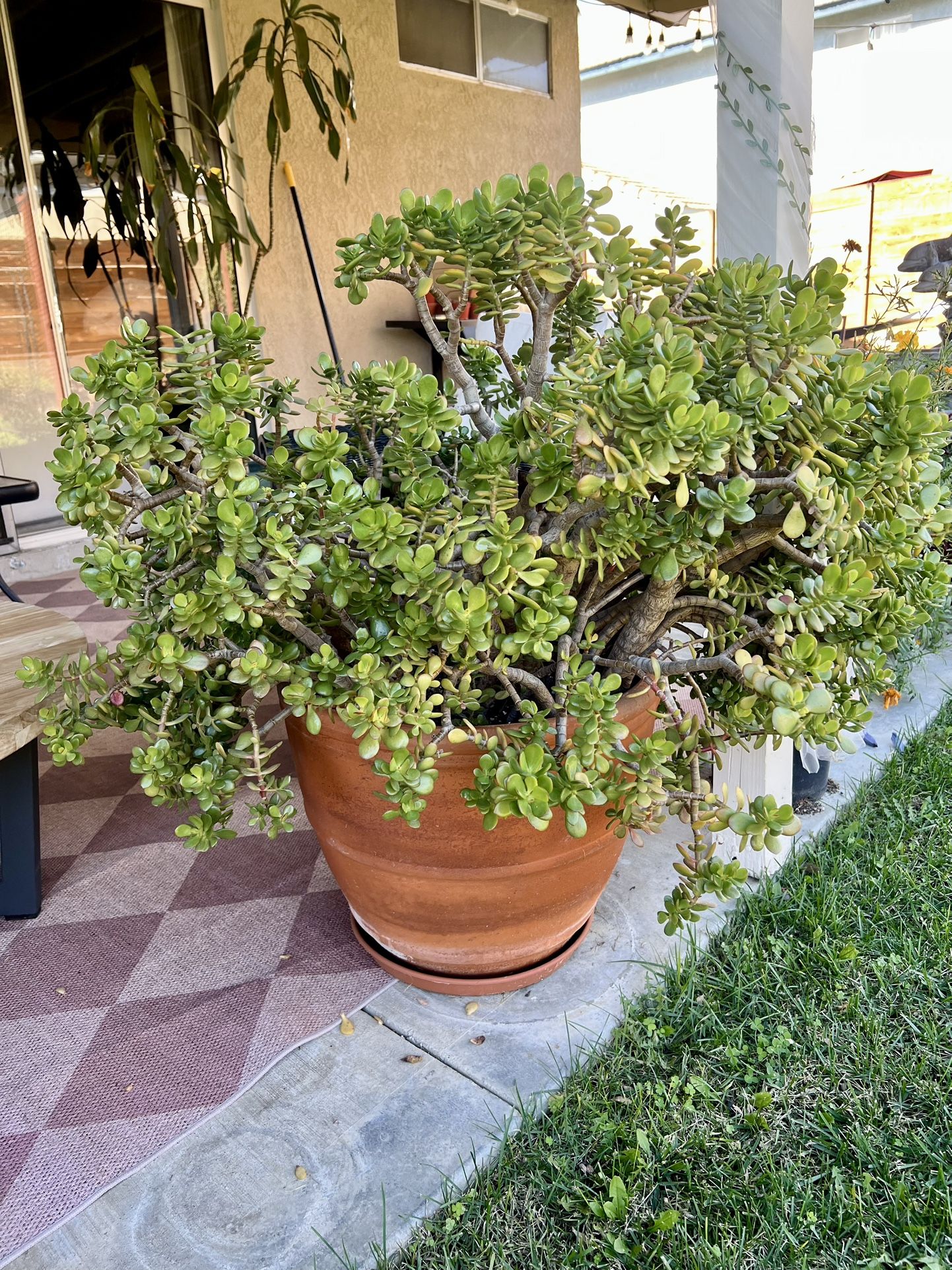 Large Jade Plant