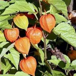 4 Chinese Orange Lantern Plants