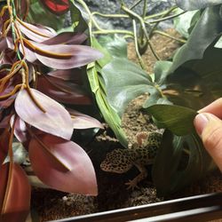 40 Gallon Tank/ Reptile Enclosure For Leopard Gecko