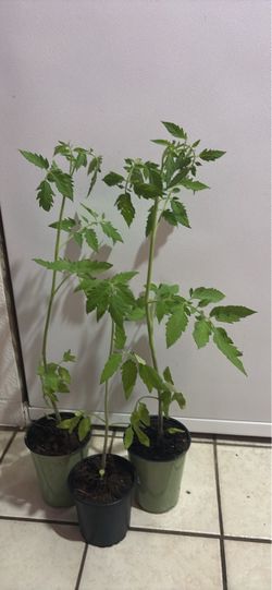 Tomato Seedling Plants Set of 3