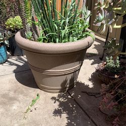 Large Pot Of Variety Succulents 