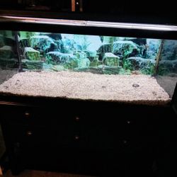 Fish Tank 75 G 