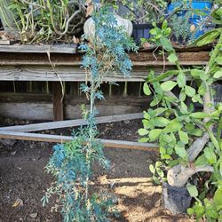 Ruda. Mas De 3 Pies . 