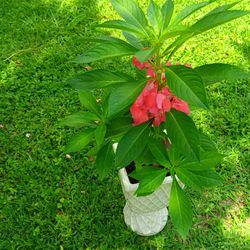 Chinitos Plant 🪴 