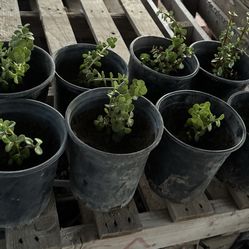 Planta de la abundancia , y romeros