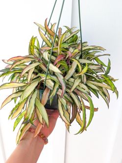 Hoya Wayetti Variegated Plant 6" Pot - Indoor House Plants