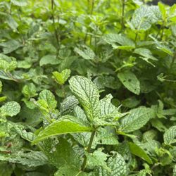 Mint plant