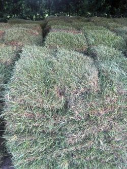Premier Sod