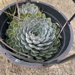 Succulent $5