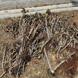 Free Succulents