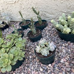 Succulents In 4inch And 6inch 