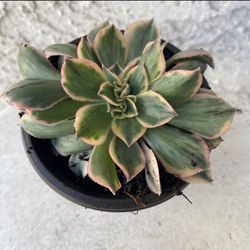 3 Inch Pot Rare Succulent Plant - Aeonium Sunburst Crested - Sculptural - Rooted & Established - Drought Resistant - 🪴 