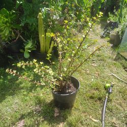 Outfit Bush Succulent Plant