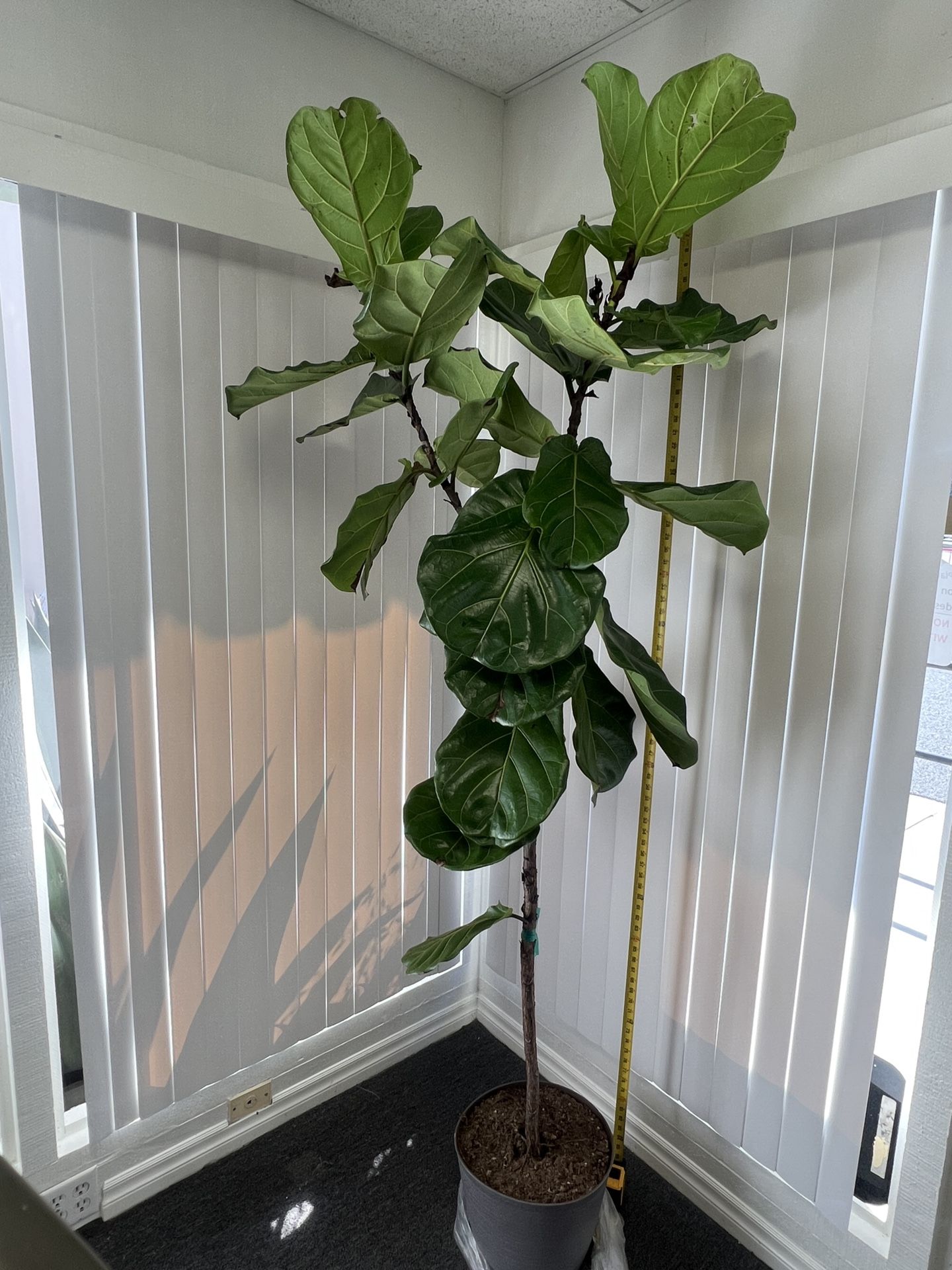 7'4 ft tall REAL fiddle leaf fig tree