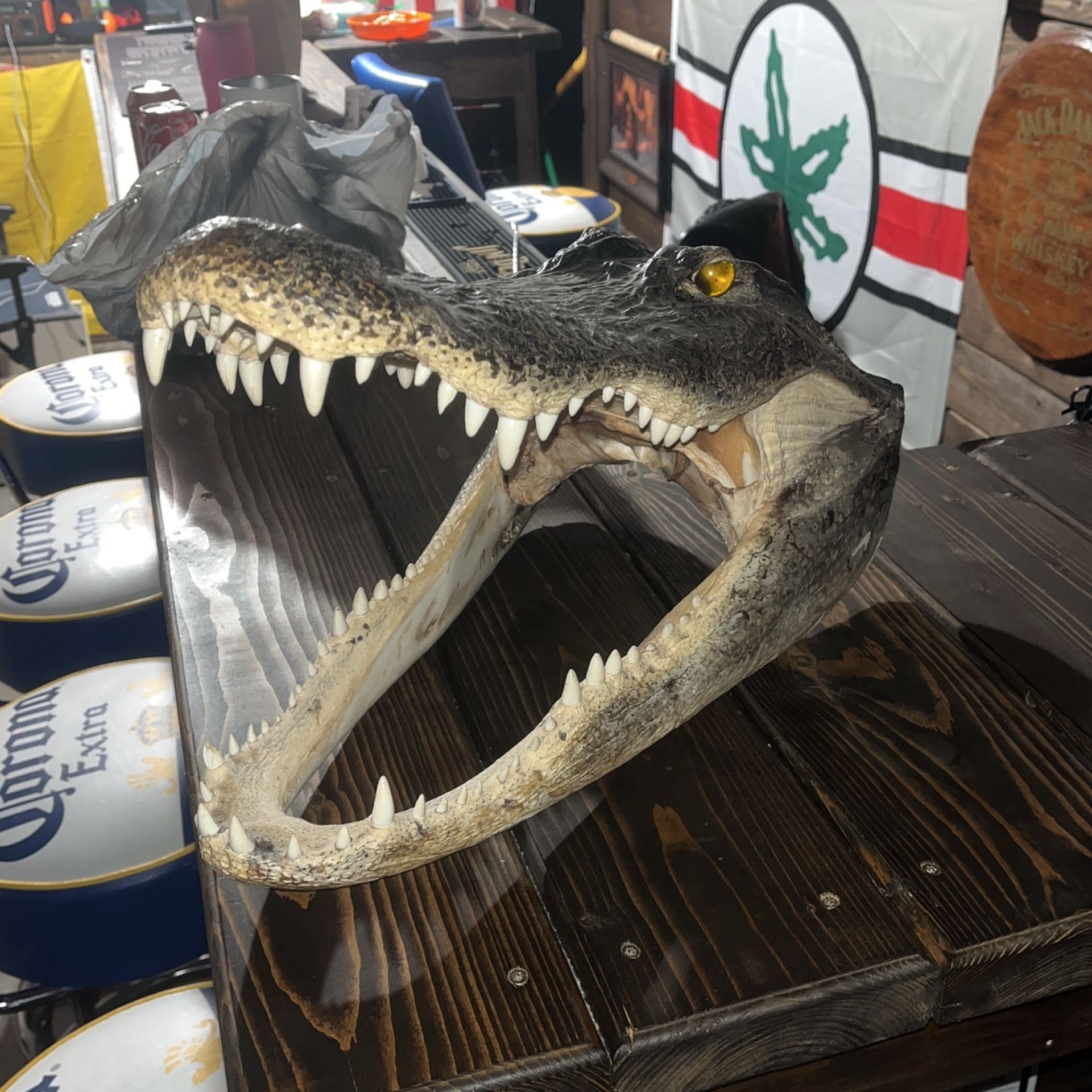 Alligator Head