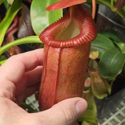 Nepenthes Ventricosa X Villosa