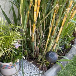 Sugar Canes Plants 8 Feet Tall