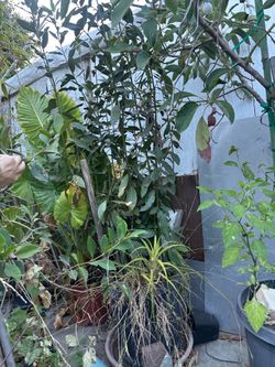Big Bay Leaf Tree Bush Plant- Laurel - Perfect for Cooking