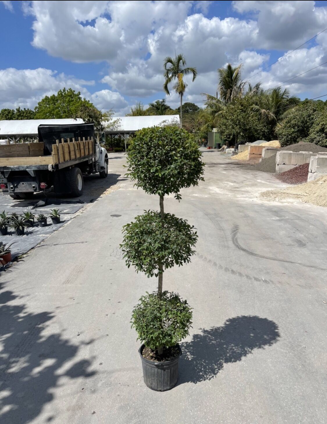 3 Ball Topiary - 7 Gallon