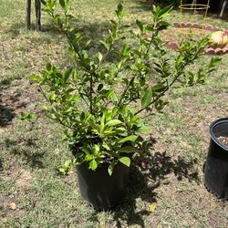 5 Gal Gardenia