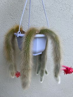 Plants / monkey tails cactus