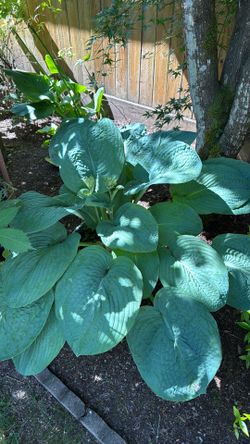 Hosta