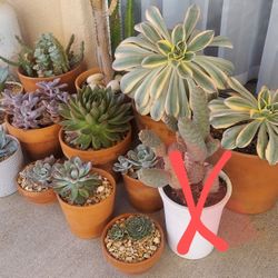Succulents For Sale