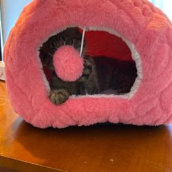 Cat Bed 