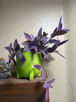 Purple Heart Plant