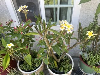 Gorgeous Hawaiian Plumerias 