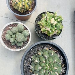 4 Cactus Imported $270