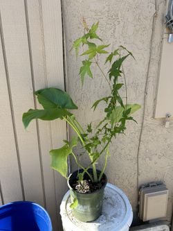Japanese Maple Tree With Calla Lily 