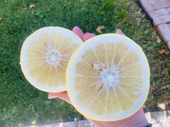 Large Yellow Grapefruit