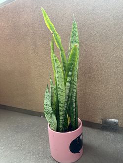Snake plant