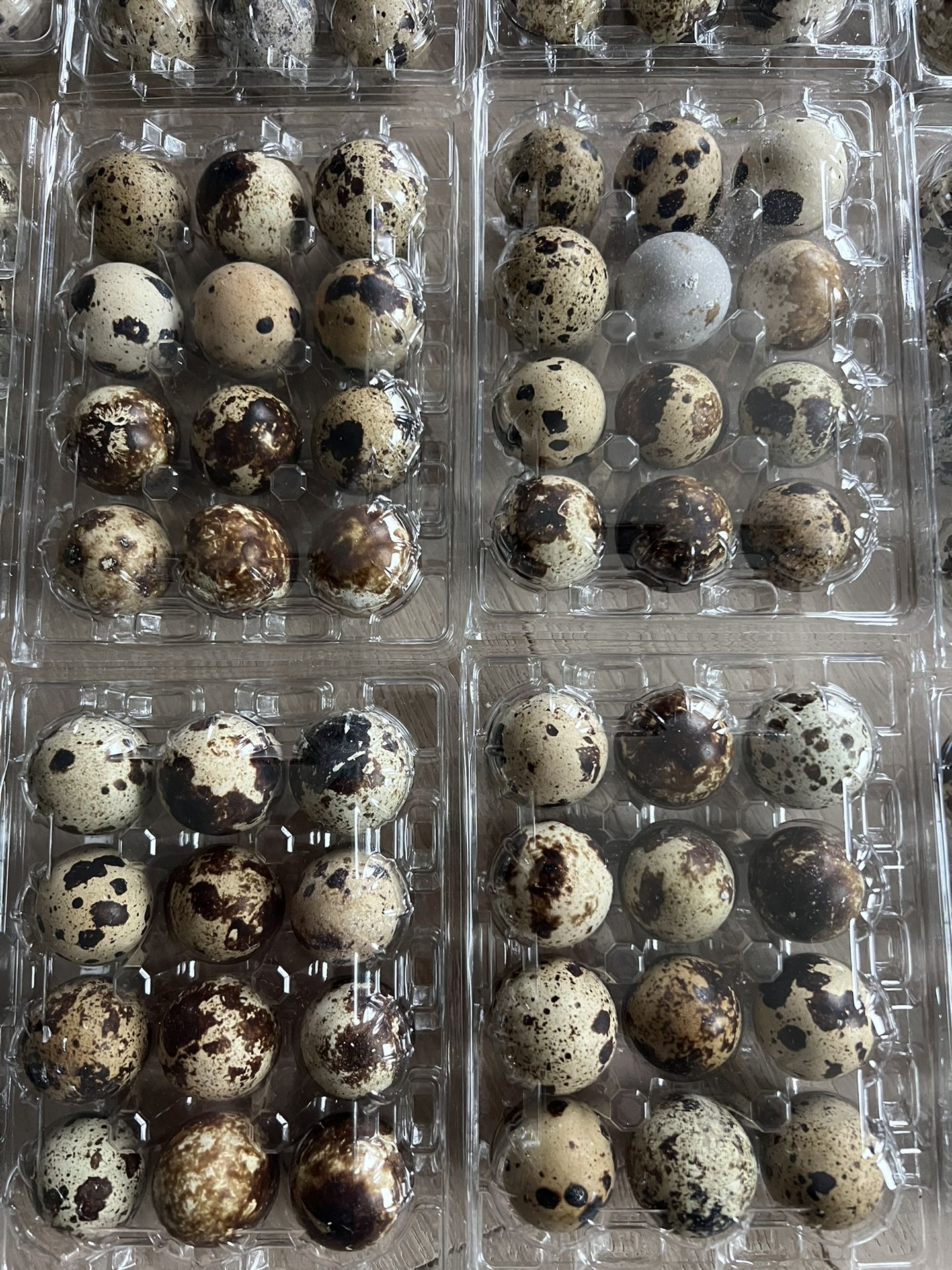 Fresh Quail Eggs 