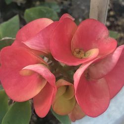 Corona De Cristo Galaxy Nota 10