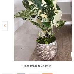 Elephant Ear Split Leaf Philodendron 