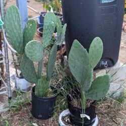 cacti succulent soil mix Organic Cactus and Succulent Soil  Joe Cappel's Garden Center