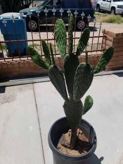Nopal