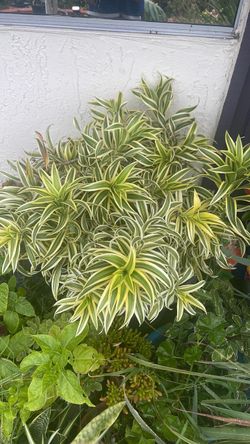Large healthy dracaena reflexa plant