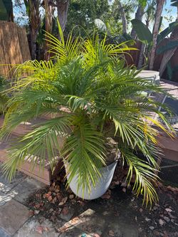 Potted Palms