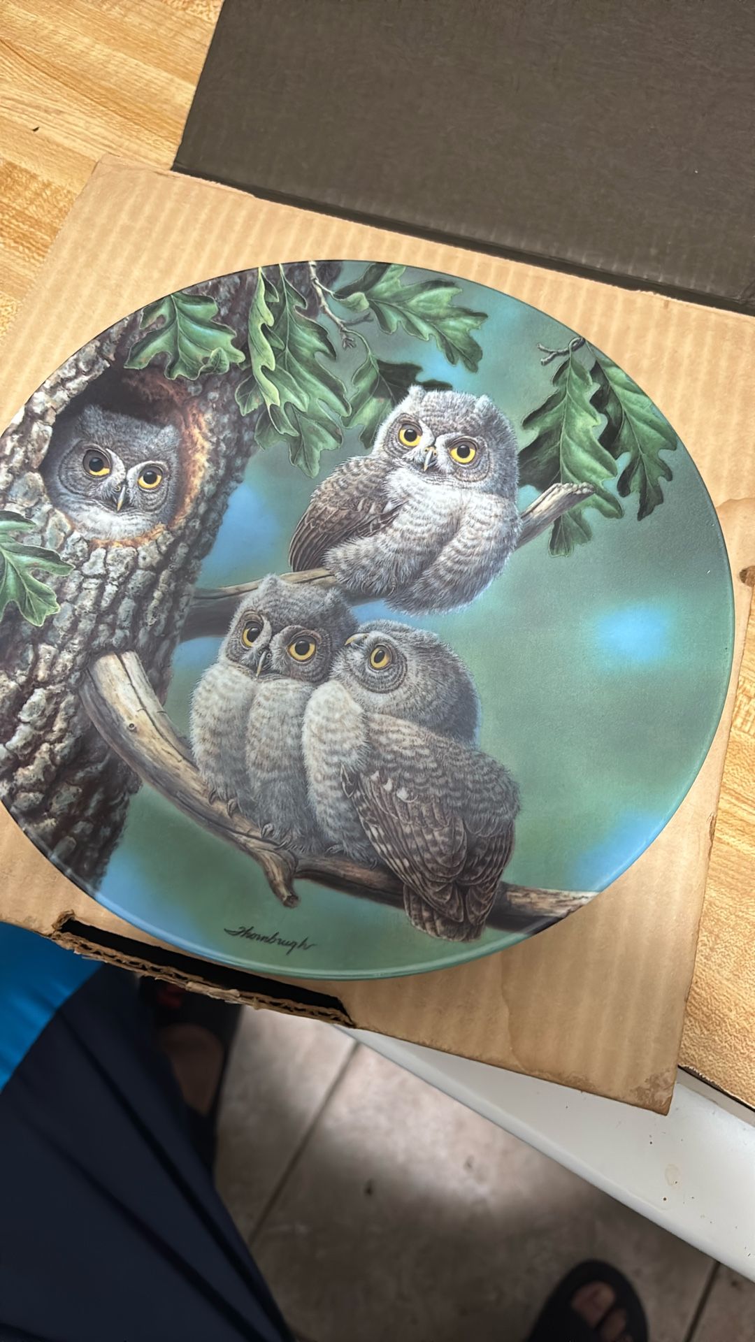 Peek-A-Whoo: Screech Owls”