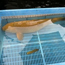 Japanese Chagoi  Koi fish