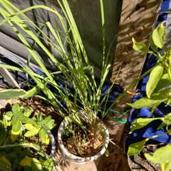 Lemon Grass