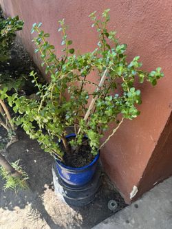 Planta De La Bondancia