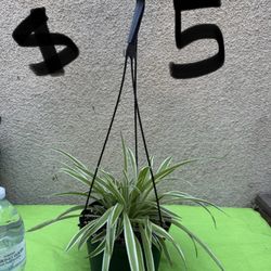 Hanging Spider Plant