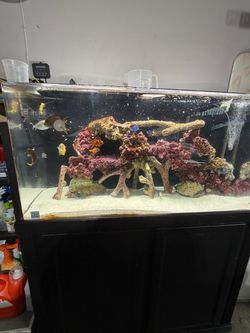 Fish tank accessories